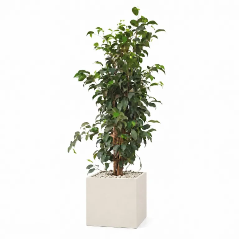 Natural Weeping Fig In Cube Pot