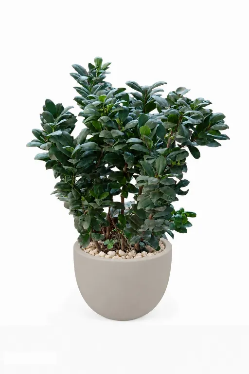 Ficus Microcarba Natural Plant In Curve Pot