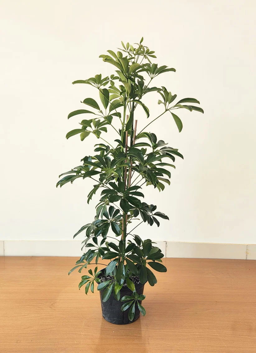Schefflera 1