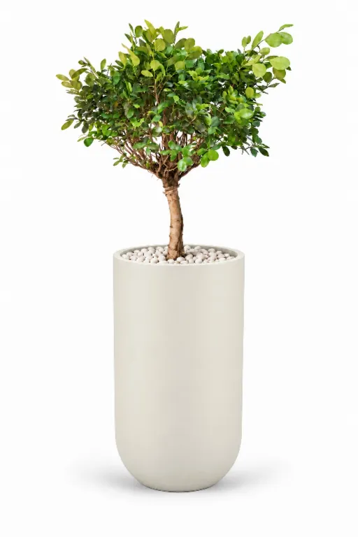 Dwarf Ficus Natural In Luna Pot