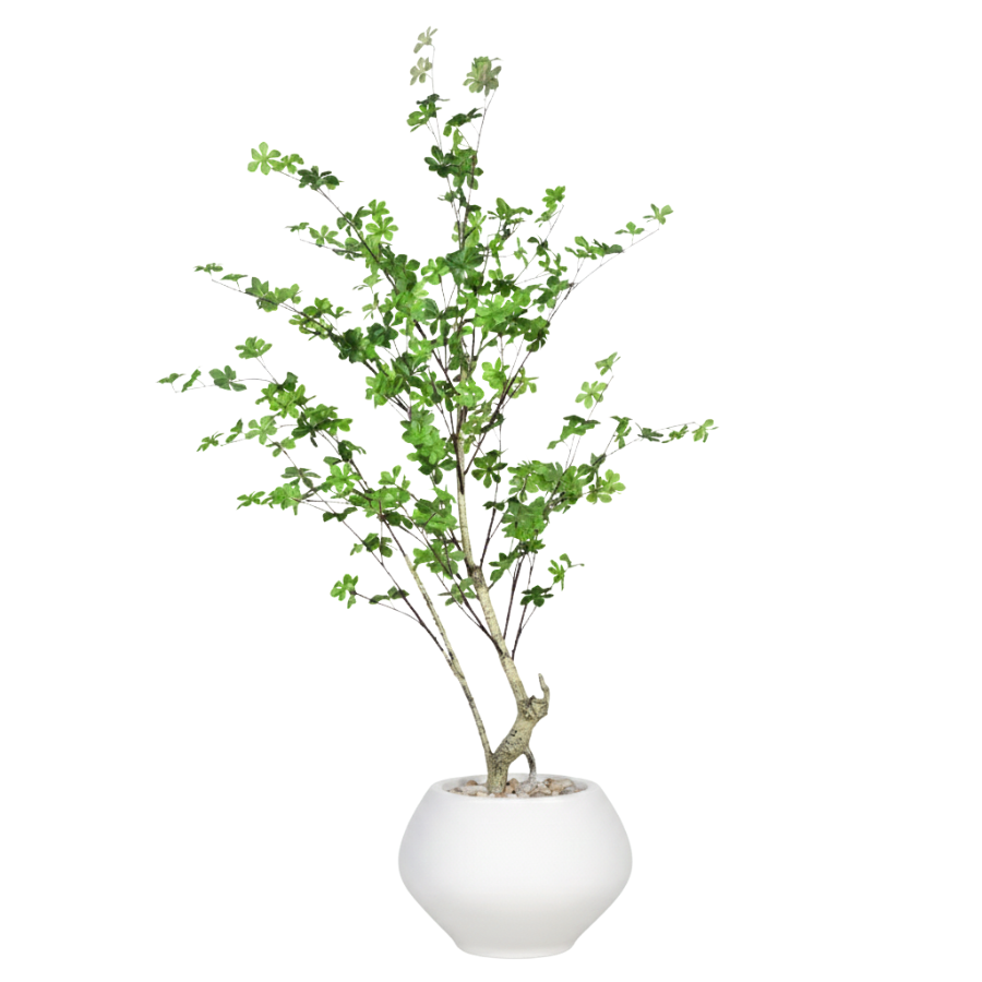 Artificial Maple Tree with Kora Planter
