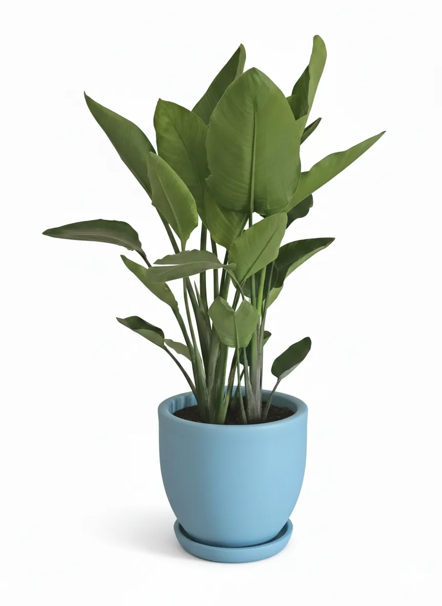 Miniature Strelitzia in Plant Pot
