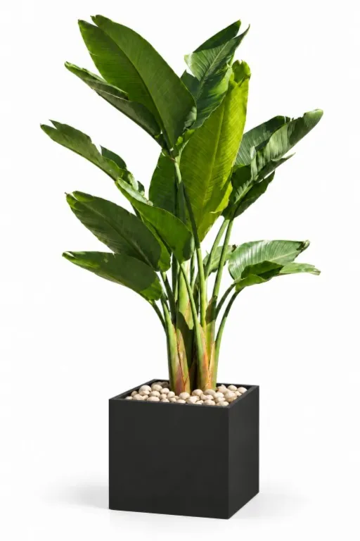 Natural Augusta In Cube Pot