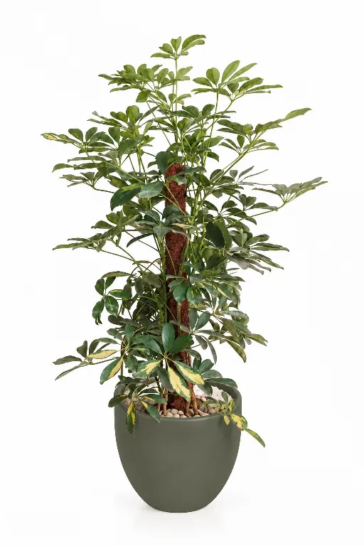 Variegated Schefflera Natural Plant In Curve Pot