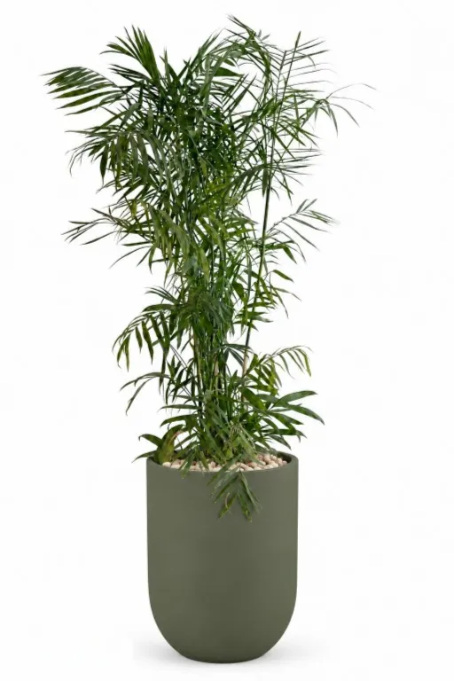 Natural Bamboo In Luna Pot