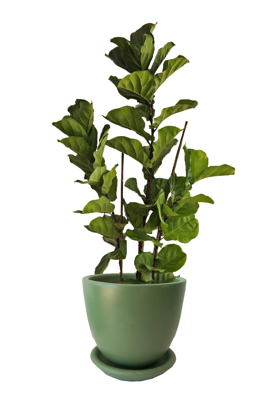 Fiddle Leaf Fig Plant with a 40cm Plant Pot 1