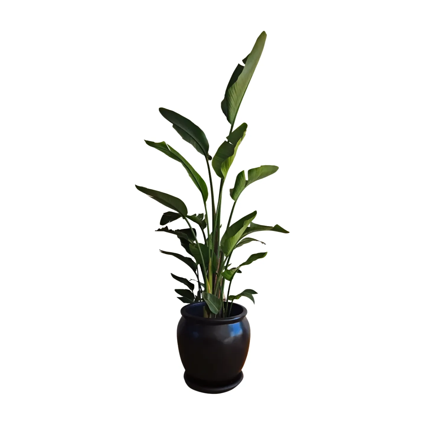 Miniature Strelitzia in Plant Pot