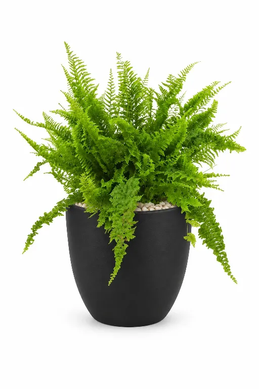 Boston Fern Aura With Pot