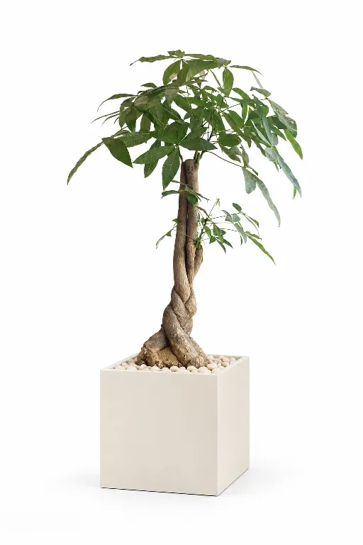Money Tree Natural In Cube Pot
