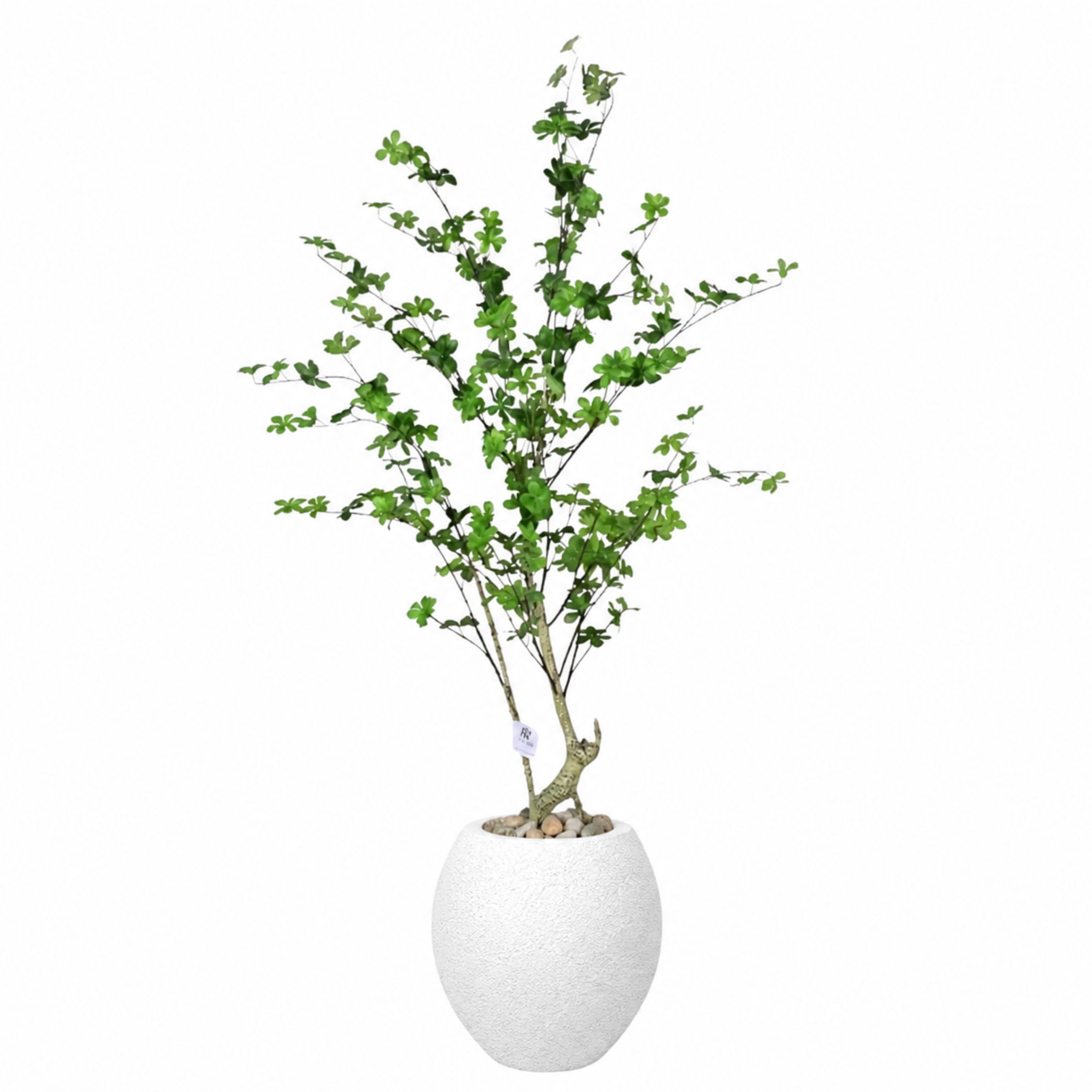 Artificial Maple Tree with Paula Pot