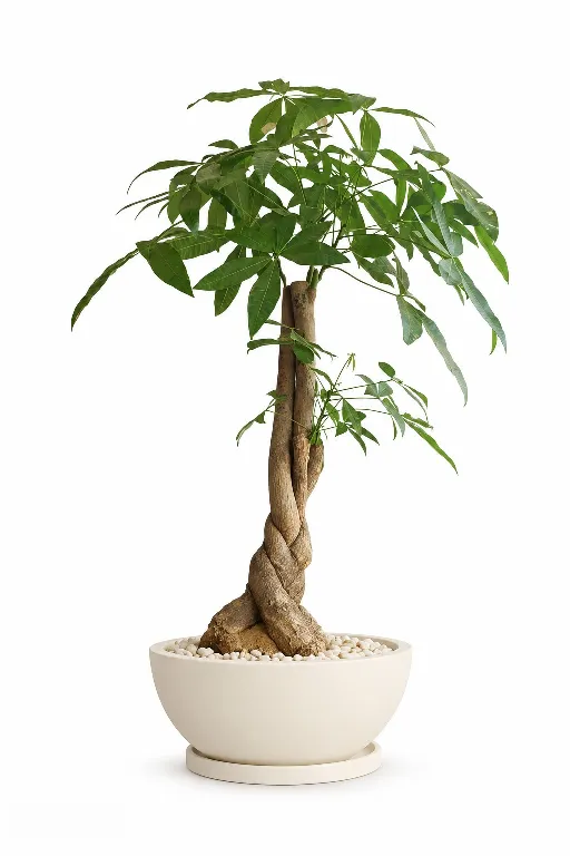 Money Tree Natural Plant In Bowl