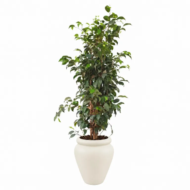 Tall Natural Weeping Fig Classic