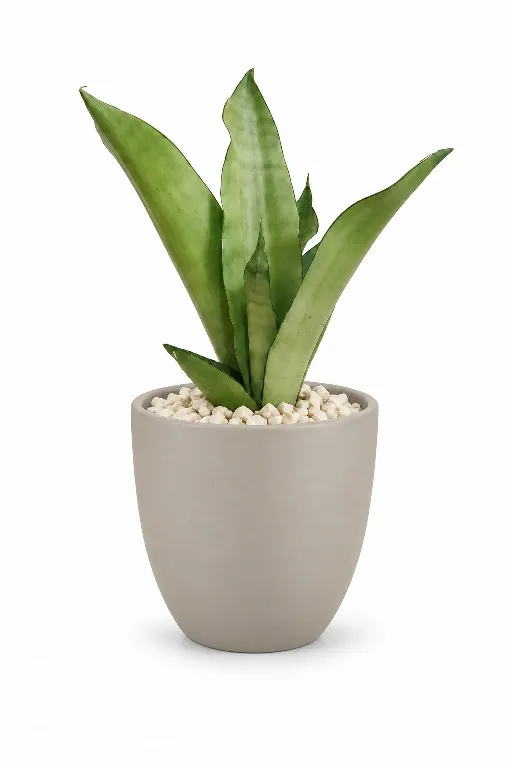 Silver Snake Natural Plant In Aura Pot