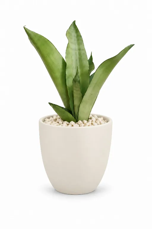Silver Snake Natural Plant In Aura Pot