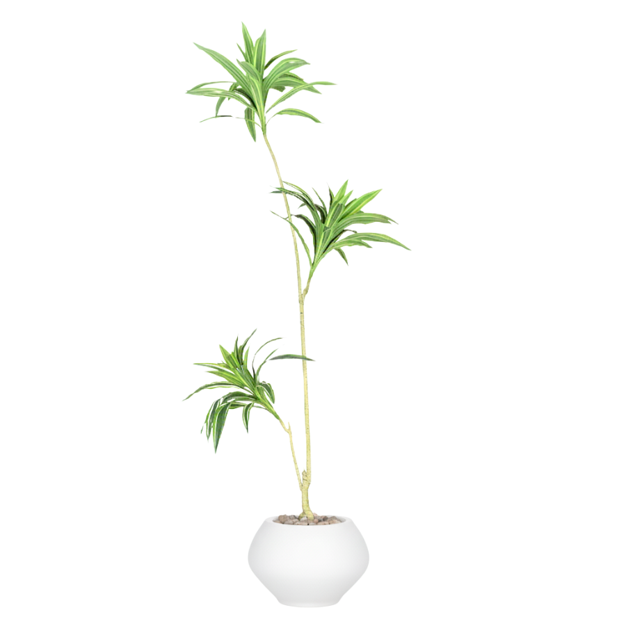 Artificial Dracaena Song of India Tree With Kora Pot