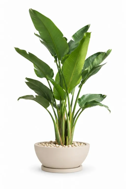 Natural Augusta In Bowl