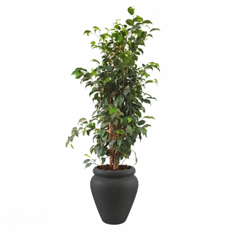 Tall Natural Weeping Fig Classic
