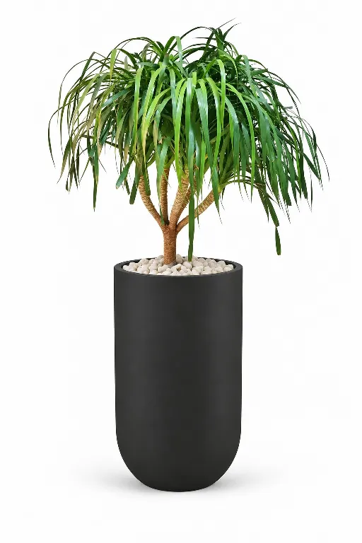 Ponytail Natural Plant In Luna Pot