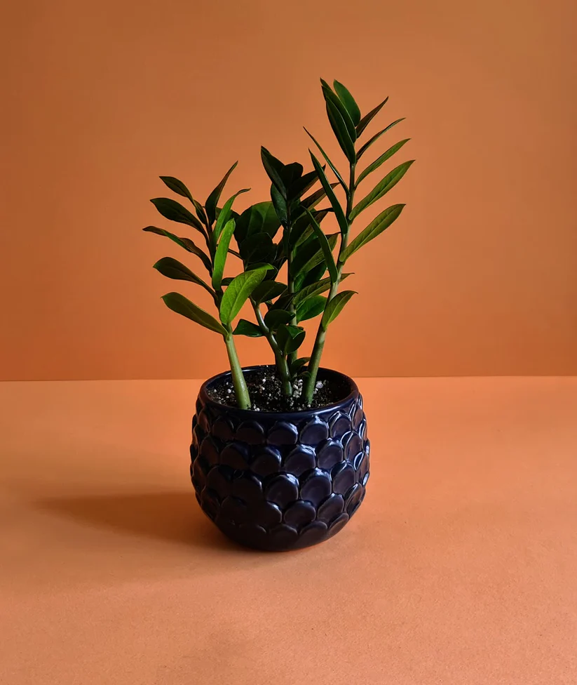 ZZ Plant – Indoor Potted Greenery