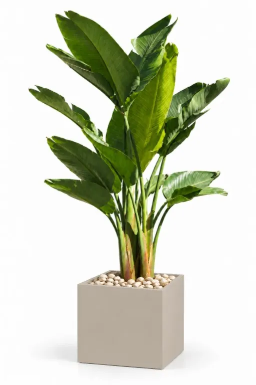 Natural Augusta In Cube Pot