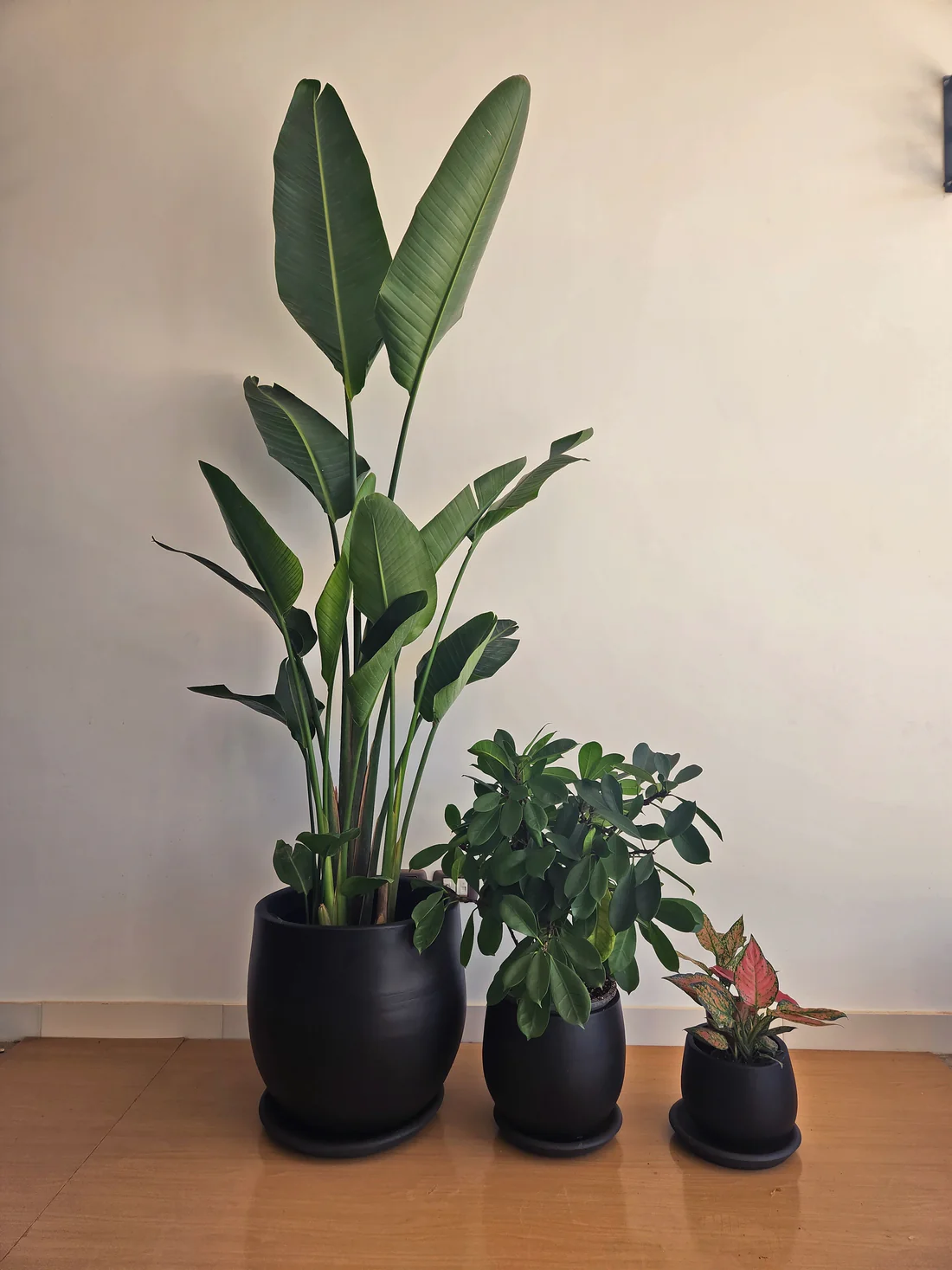 Medium-Light Plant Trio in Pots 2
