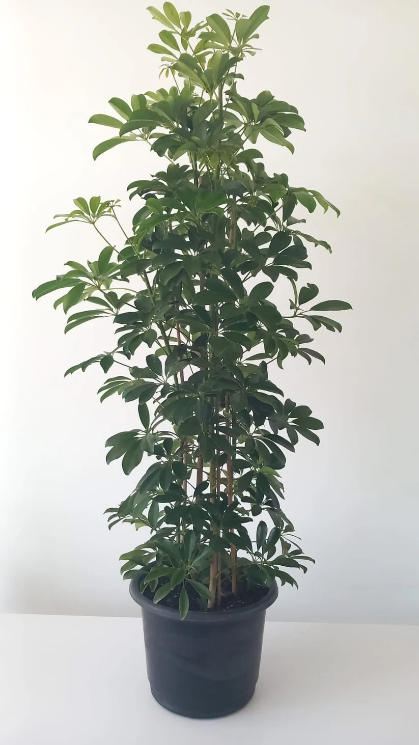 Schefflera 3