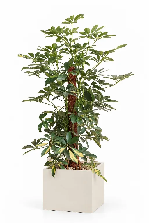 Variegated Schefflera Natura Plant In Cube Pot