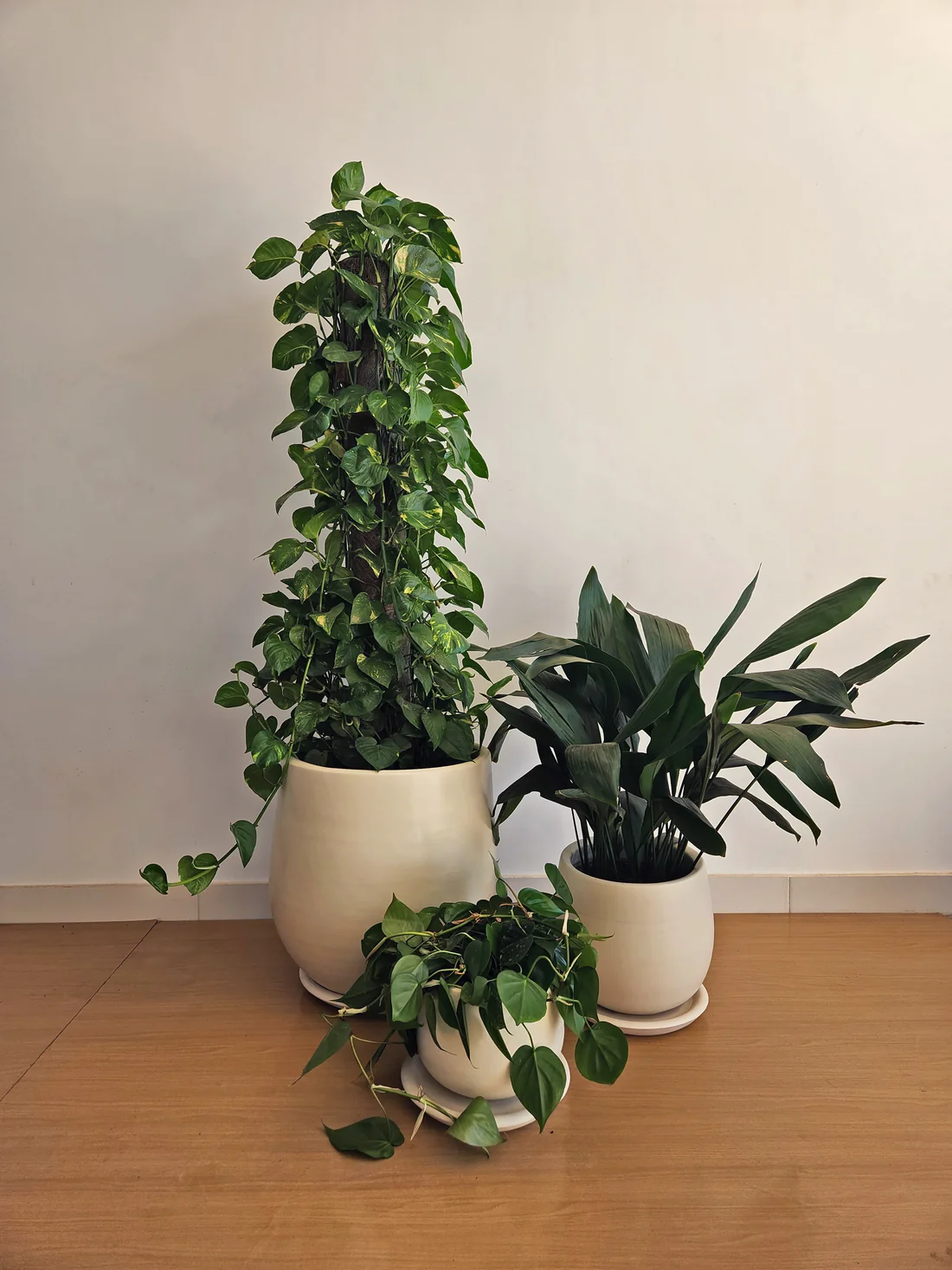 Large Low Light Plant Trios - Black Pots 2