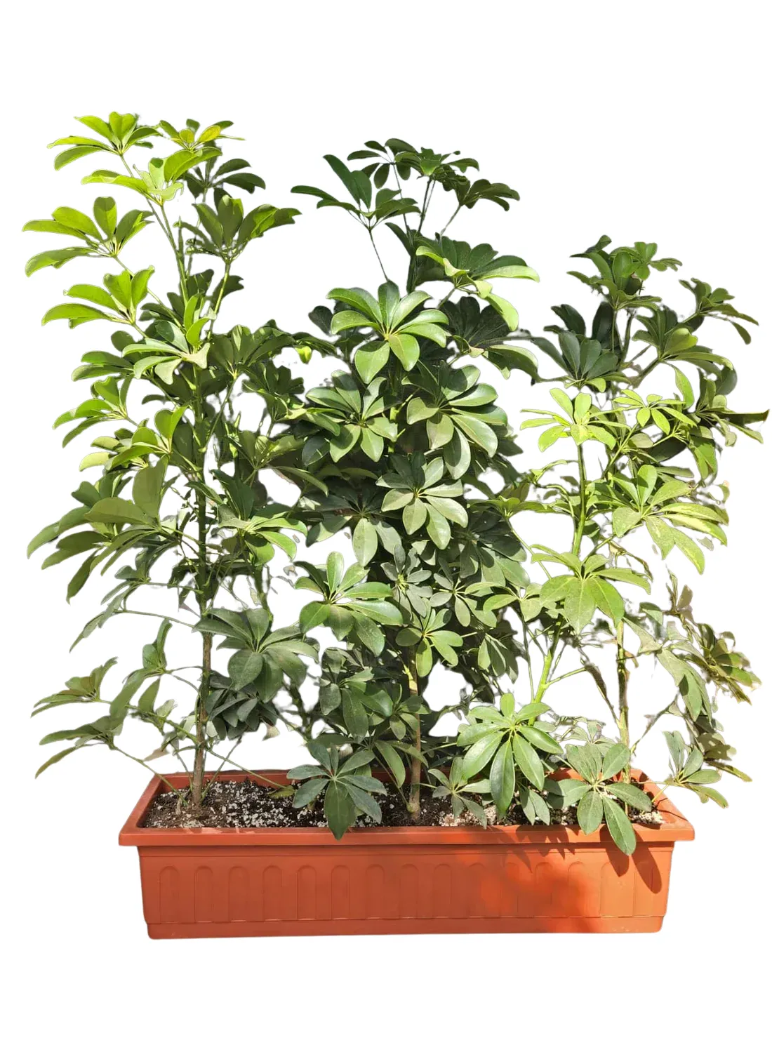 Schefflera