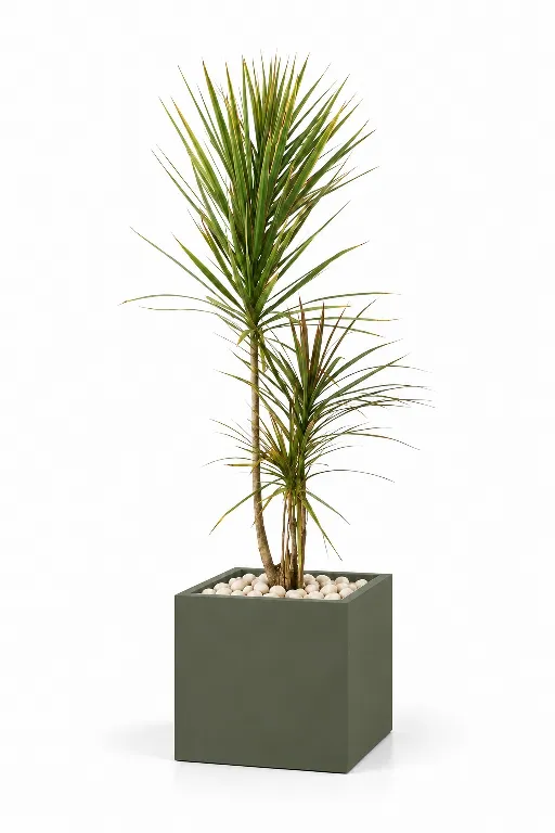 Dracaena Tricolour Natural In Cube Pot