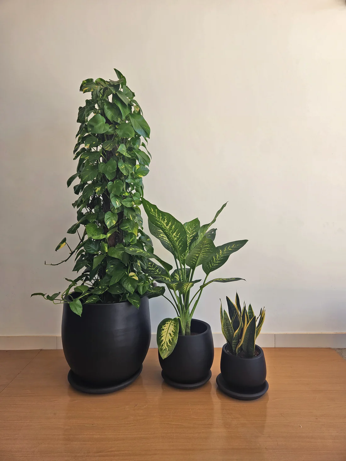 Large Low Light Plant Trios - Black Pots 1