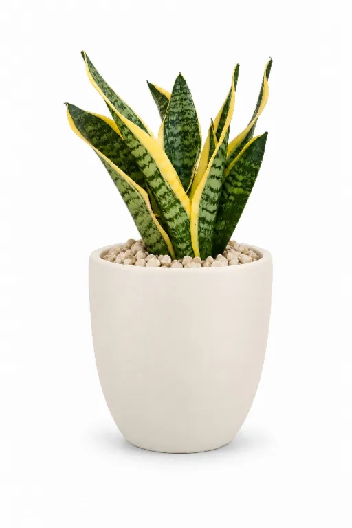 Gold Snake Natural In Aura Pot