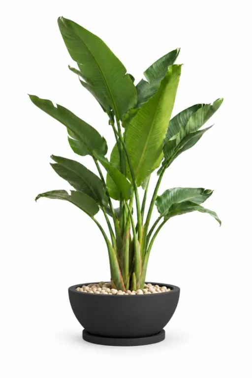 Natural Augusta In Bowl