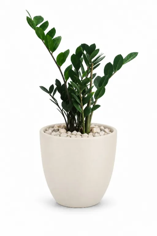 Green ZZ Natural Plant In Aura Pot