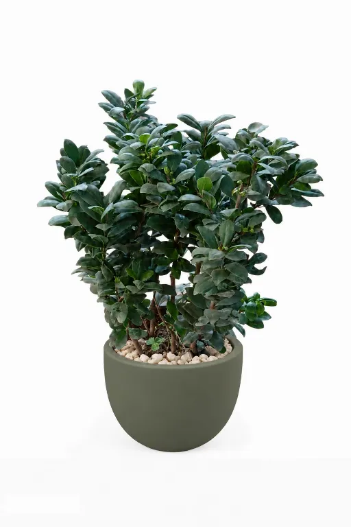 Ficus Microcarba Natural Plant In Curve Pot