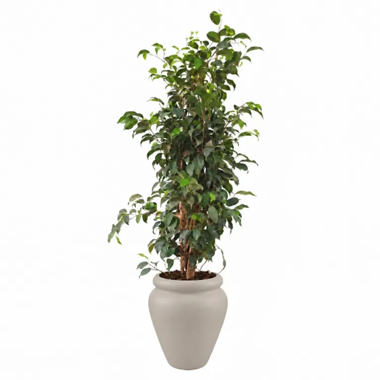 Tall Natural Weeping Fig Classic