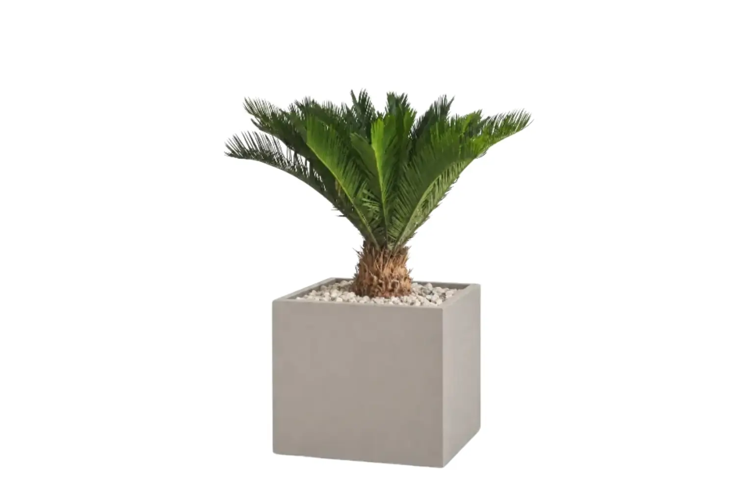 Modern Potted Natural Cycad Palm In Cube Pot