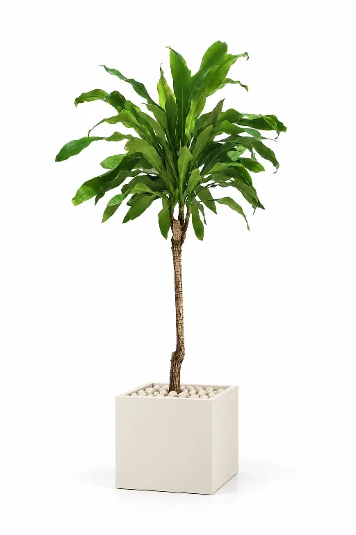 Dracaena Fragrans Natural In Cube Pot