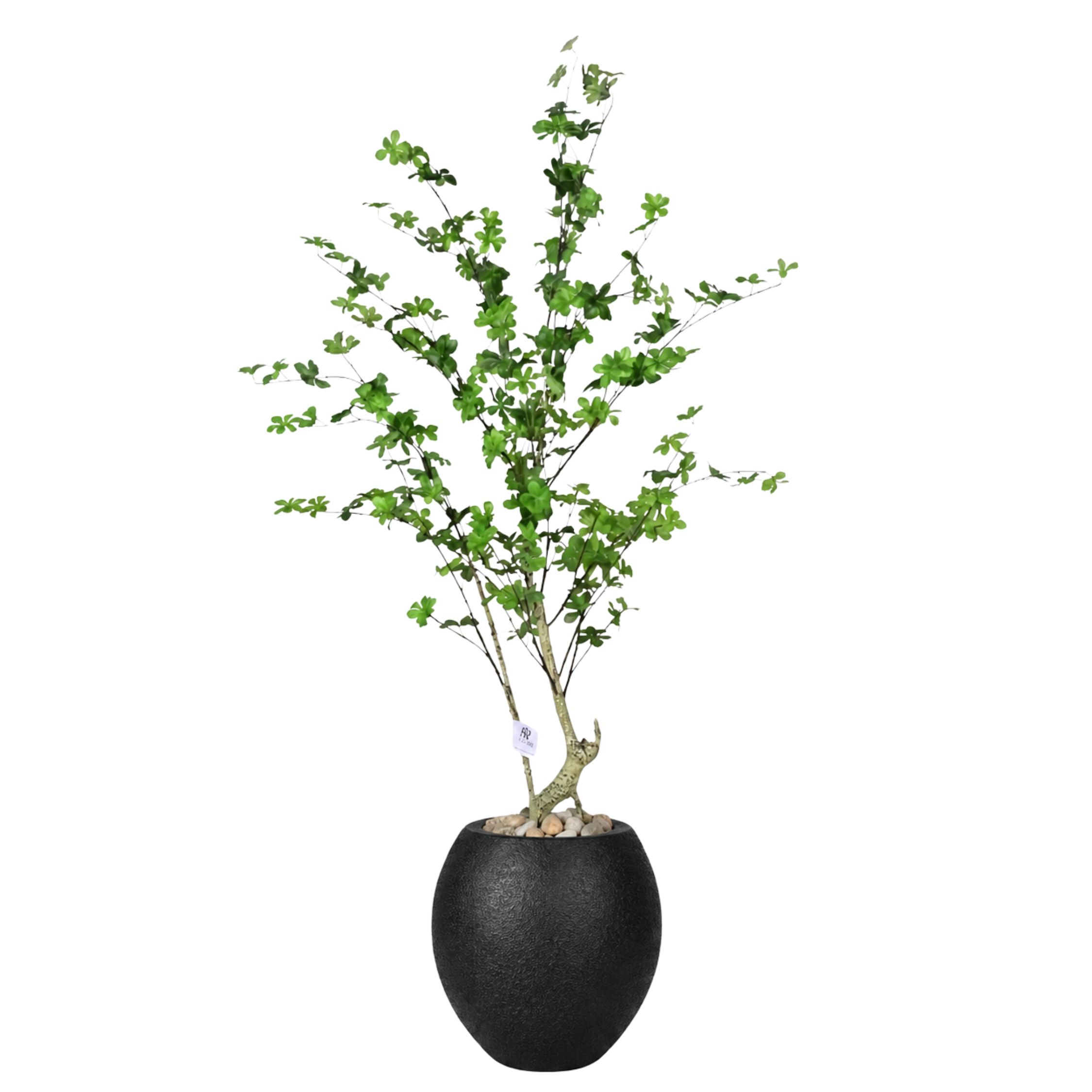 Artificial Maple Tree with Paula Pot