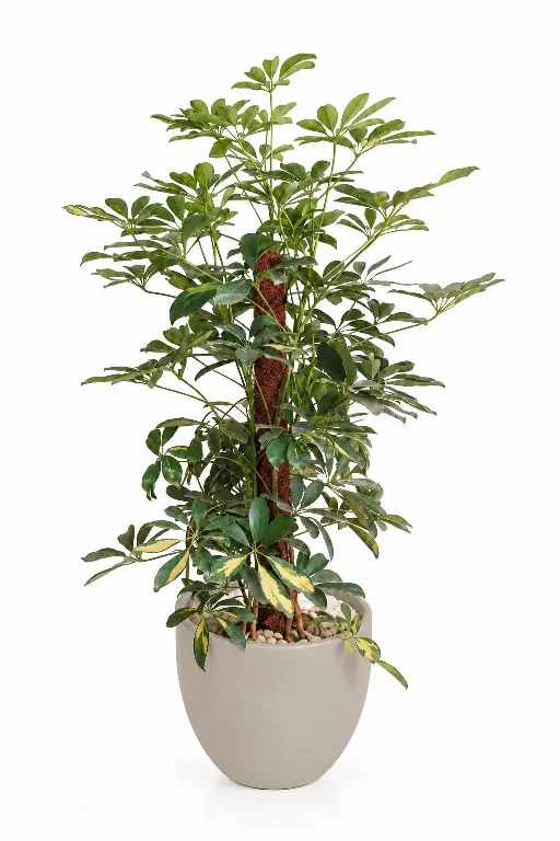 Variegated Schefflera Natural Plant In Curve Pot