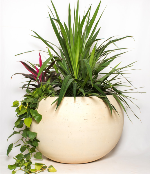 Tut Round Concrete Planter - Bold Color Pot with Sculptural Design