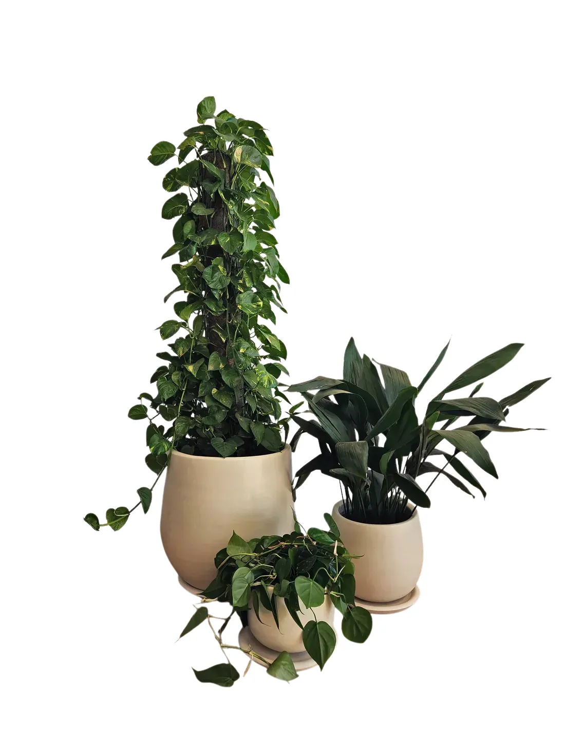 ثلاثية نباتات منخفضة الإضاءة في أواني