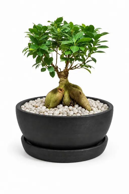 بونساي طبيعي داخلي في وعاء