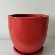 Miniature Strelitzia in Plant Pot 10