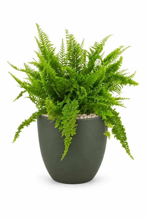 Boston Fern Aura With Pot