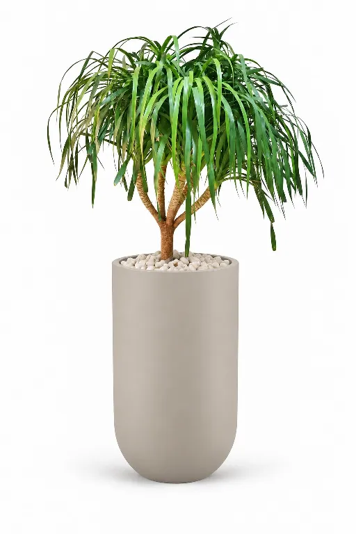 Ponytail Natural Plant In Luna Pot