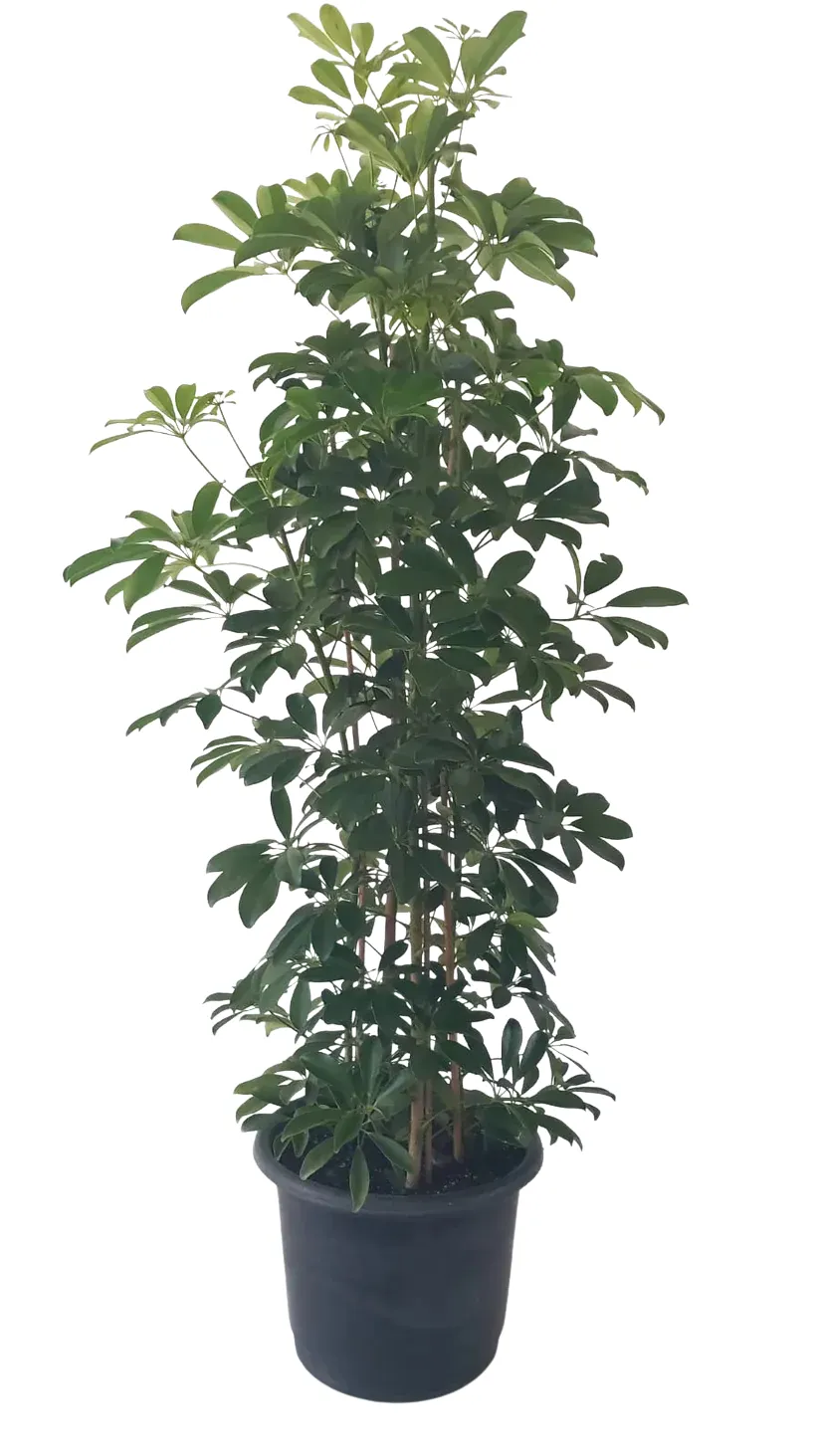 Schefflera