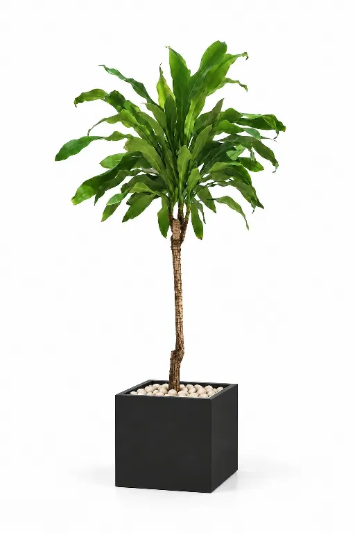 Dracaena Fragrans Natural In Cube Pot