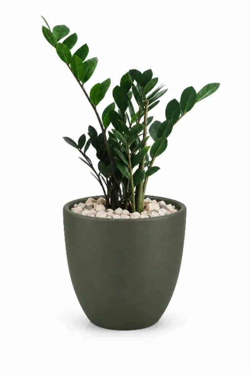 Green ZZ Natural Plant In Aura Pot