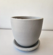 Miniature Strelitzia in Plant Pot 2